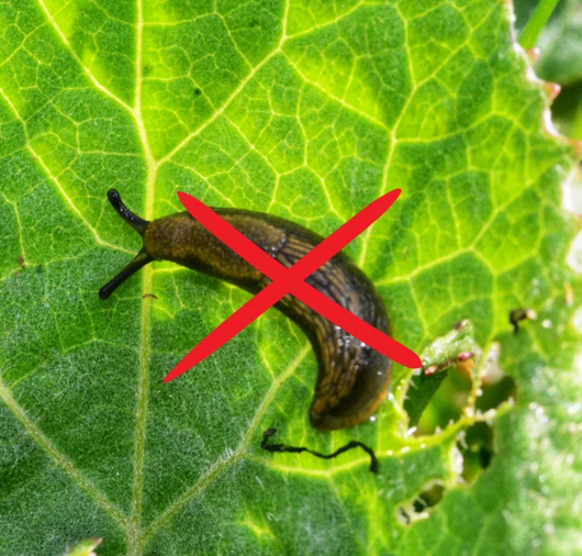 Velora Piège à Limaces®